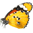 https://aksu.antalyapetotel.com/wp-content/uploads/2019/08/butterfly.png